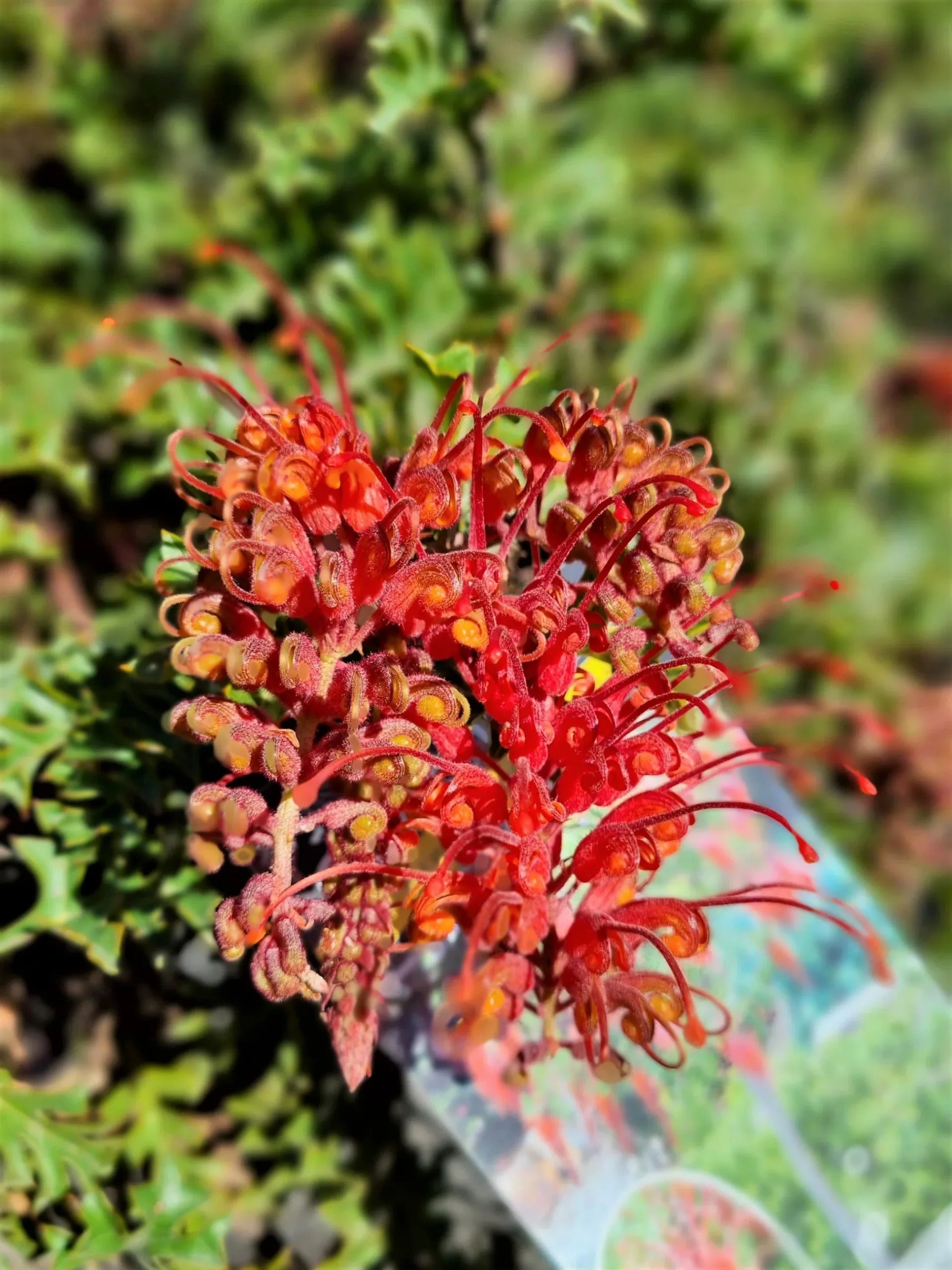 Grevillea Jingle Bells Standards