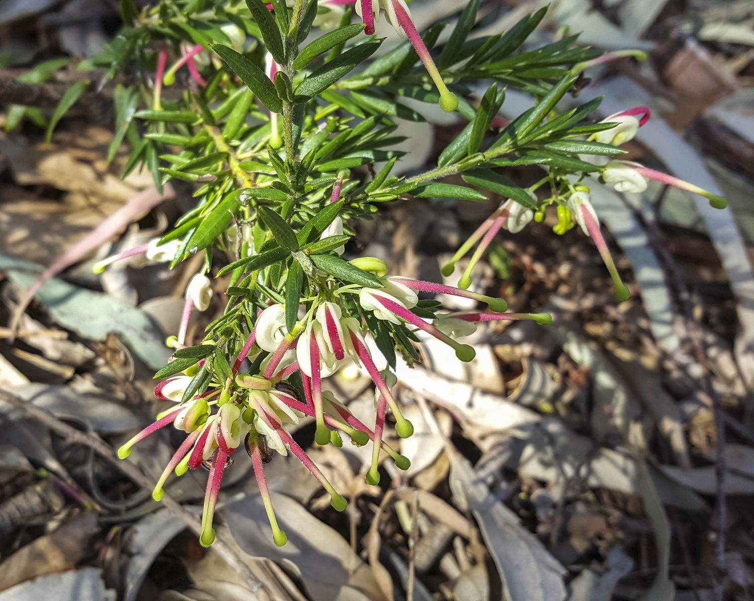 Grevillea Hills Jubilee