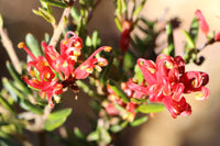 Grevillea Knockout - Ladybird Nursery