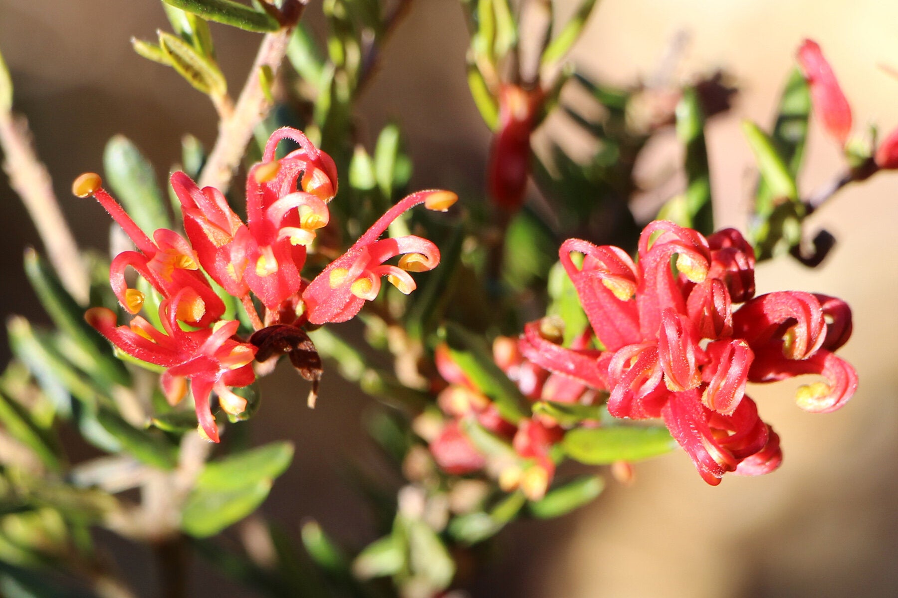Grevillea Knockout - Ladybird Nursery