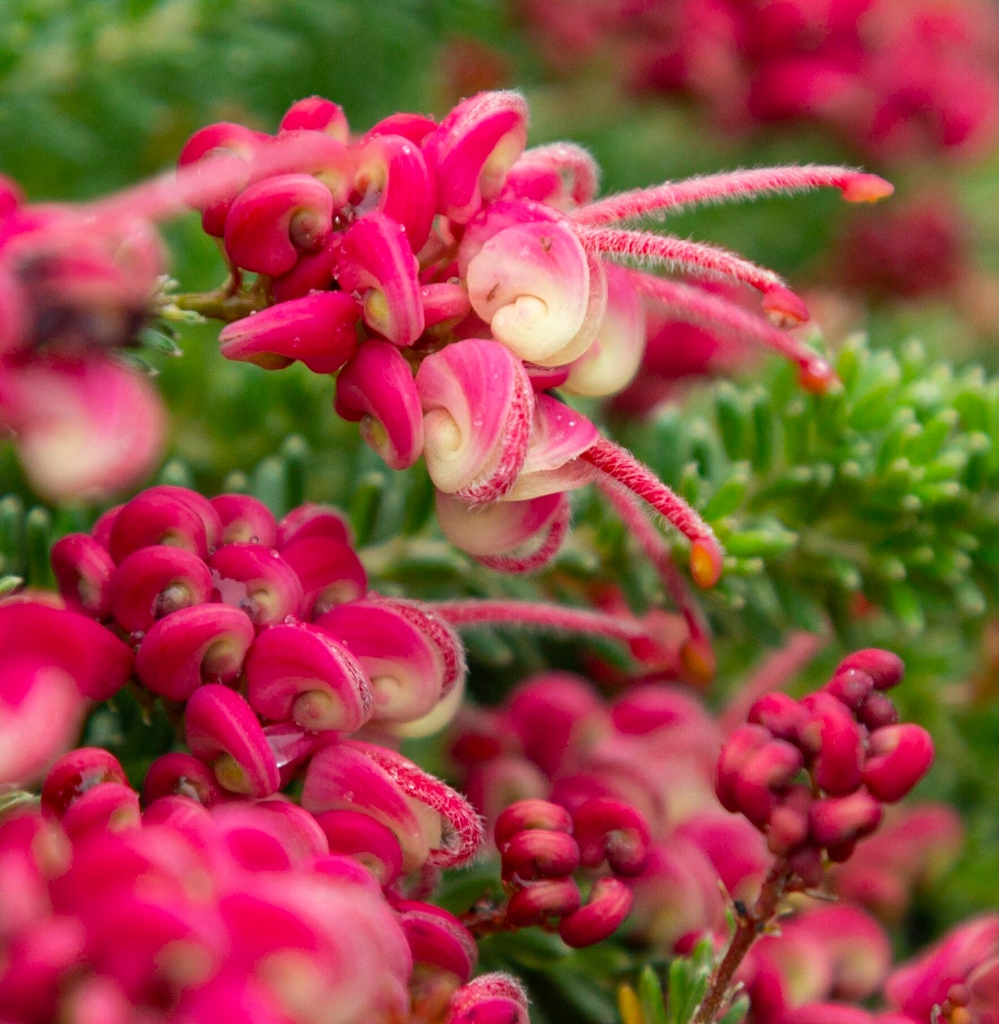 Grevillea Little Drummer Boy (Grevillea lanigera)