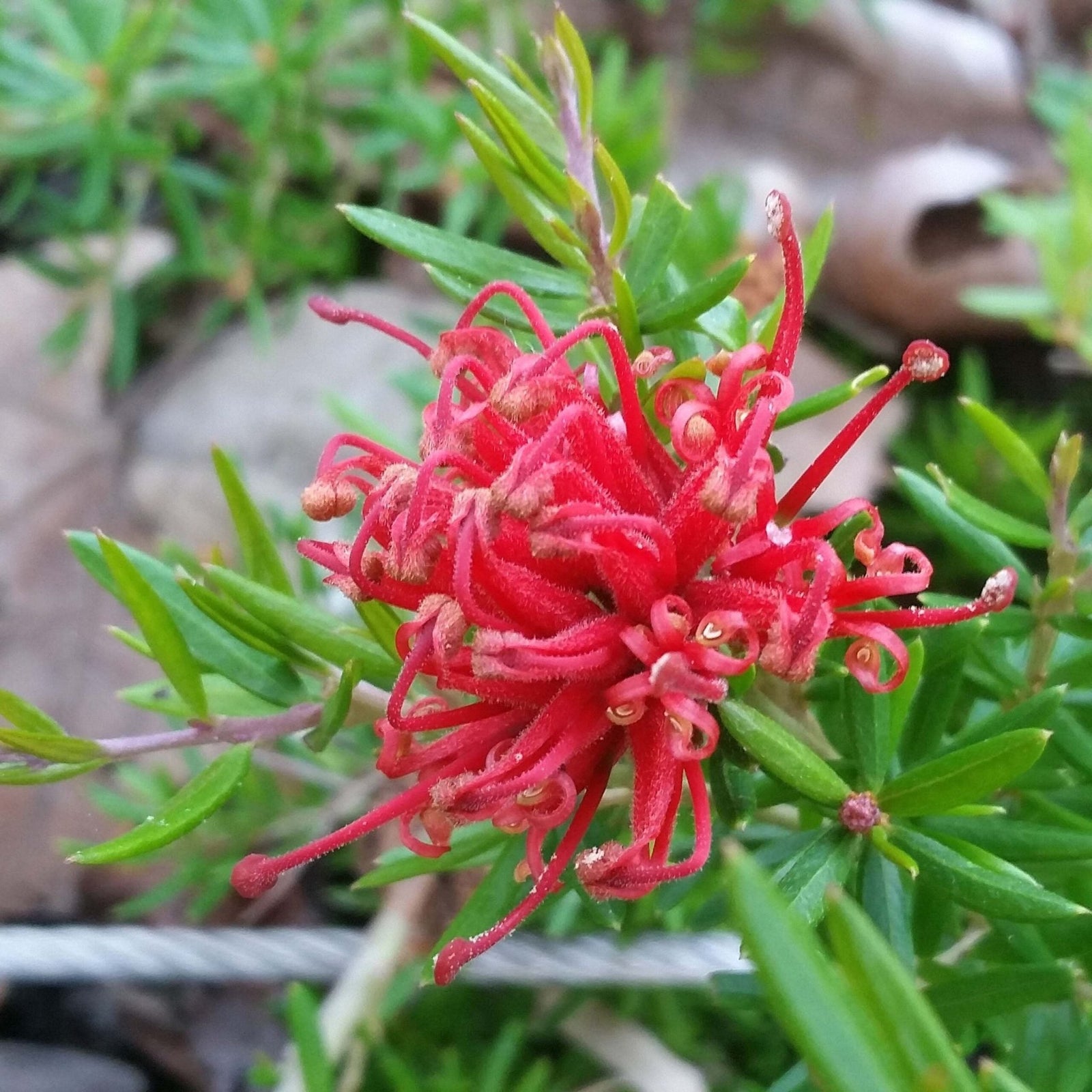 Grevillea 'New Blood' - Ladybird Nursery