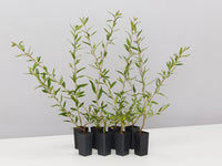 Grevillea Splendour - Ladybird Nursery