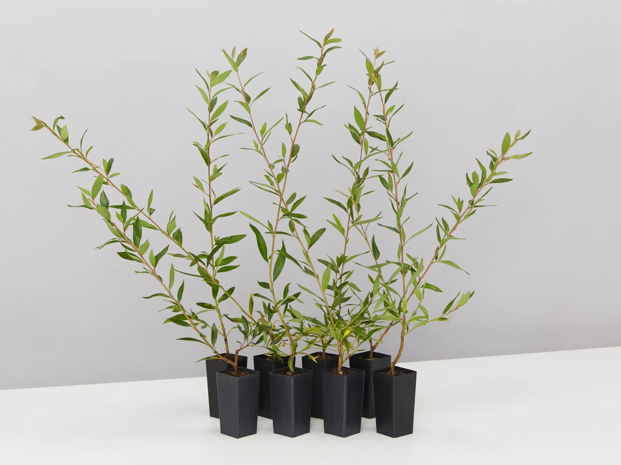 Grevillea Splendour - Ladybird Nursery