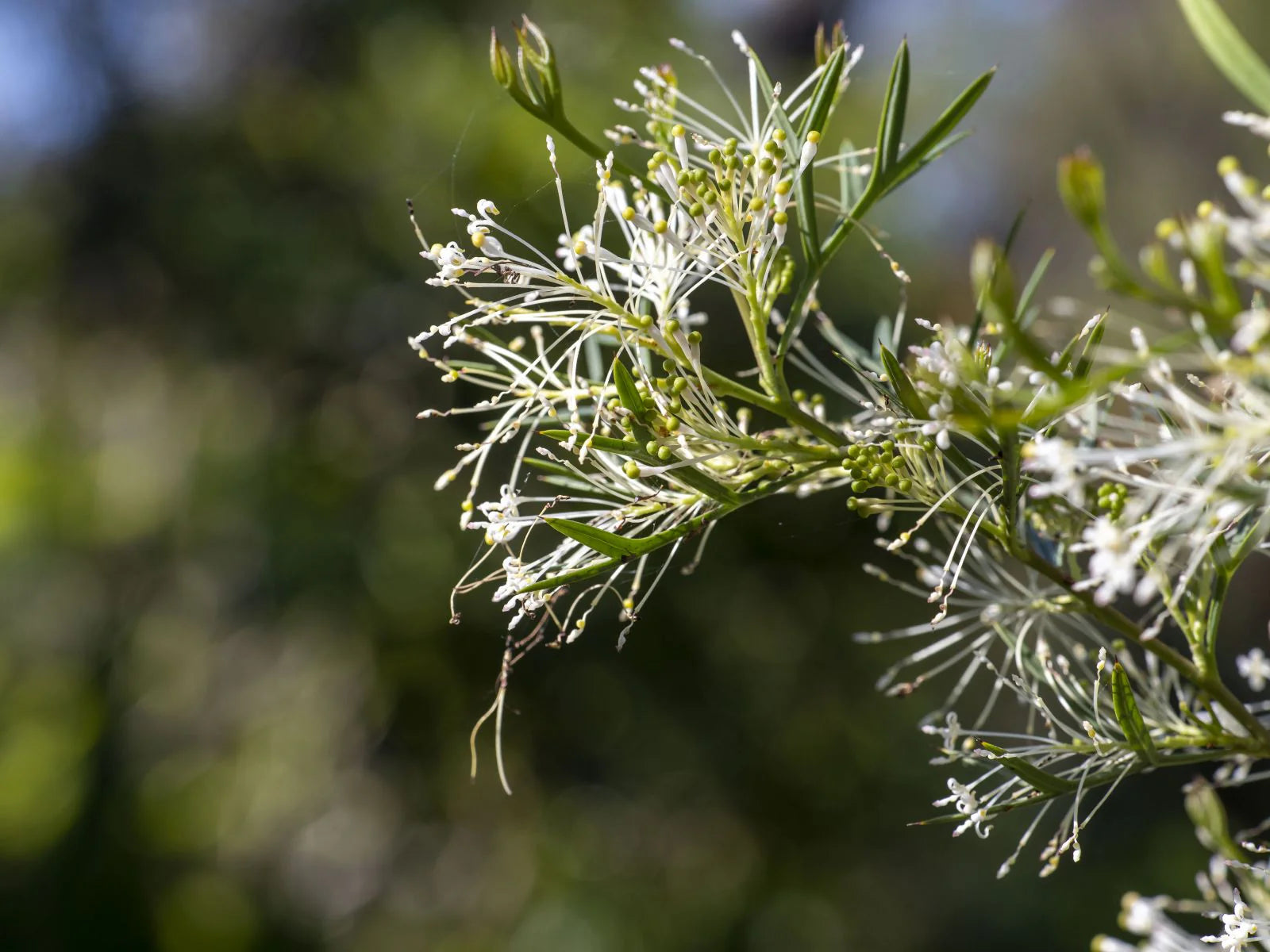 Honey Bush (Hakea lissocarpha)