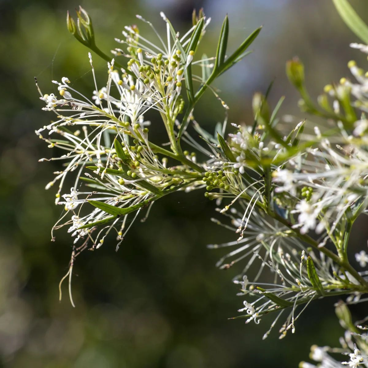 Honey Bush (Hakea lissocarpha) - Ladybird Nursery