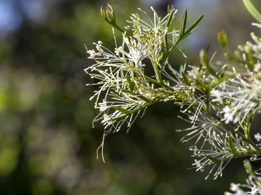 Honey Bush (Hakea lissocarpha)