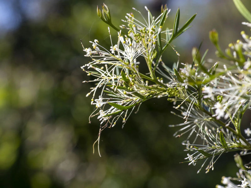 Honey Bush (Hakea lissocarpha)