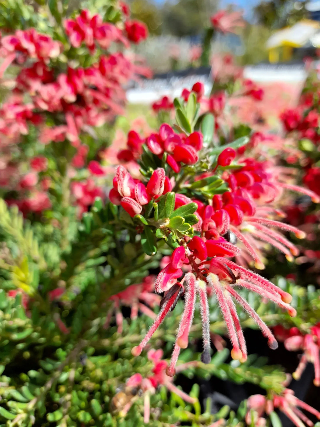 Grevillea Winter Nectar - Ladybird Nursery
