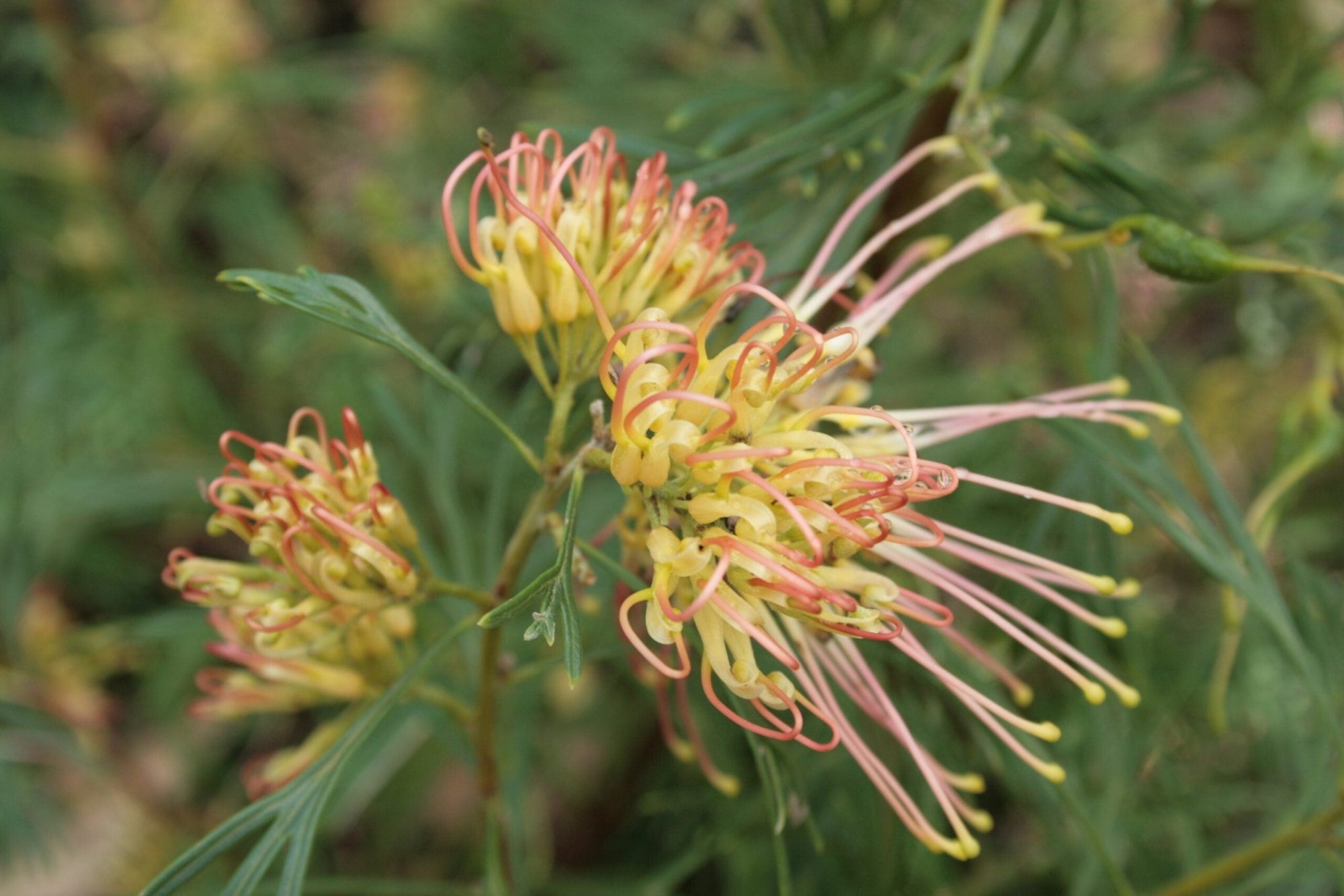 Grevillea Winpara Gold - Ladybird Nursery