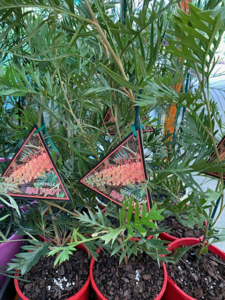 Dwarf Grevillea 'Bigfoot' - Ladybird Nursery