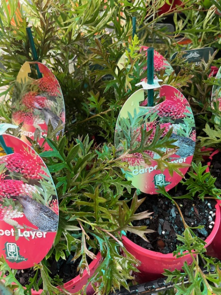 Grevillea 'Carpet Layer' groundcover - Ladybird Nursery
