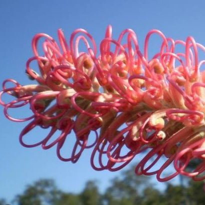 Grevillea ‘Coastal Prestige’ - 200mm Pot - Ladybird Nursery
