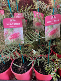 Dwarf Grevillea 'Cupids Dream' - Ladybird Nursery