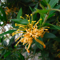 Grevillea Old Gold™ - Ladybird Nursery