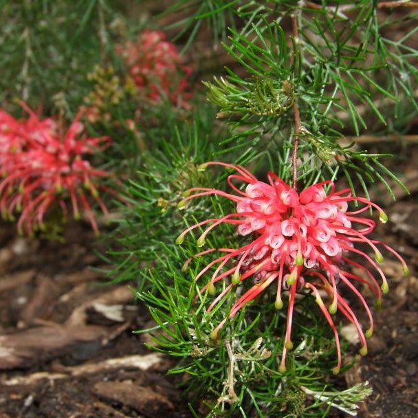 Grevillea 'Ellendale Pool' - Ladybird Nursery