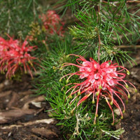 Grevillea 'Ellendale Pool' - Ladybird Nursery
