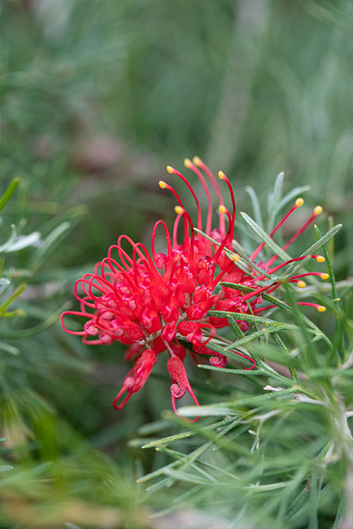 Grevillea 'Flaming Red'