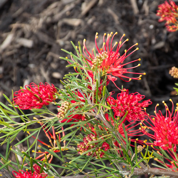Grevillea 'Flaming Red'
