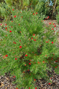 Grevillea 'Flaming Red'