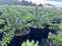 Grevillea Hot Lava - Large (groundcover) - Ladybird Nursery