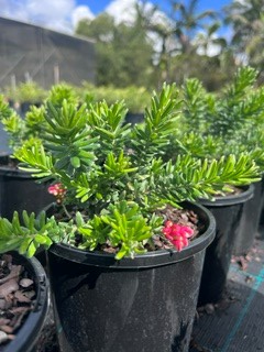 Grevillea Hot Lava - Large (groundcover) - Ladybird Nursery