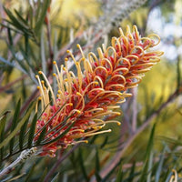 Grevillea 'Kay Williams' - 200mm Pot - Ladybird Nursery