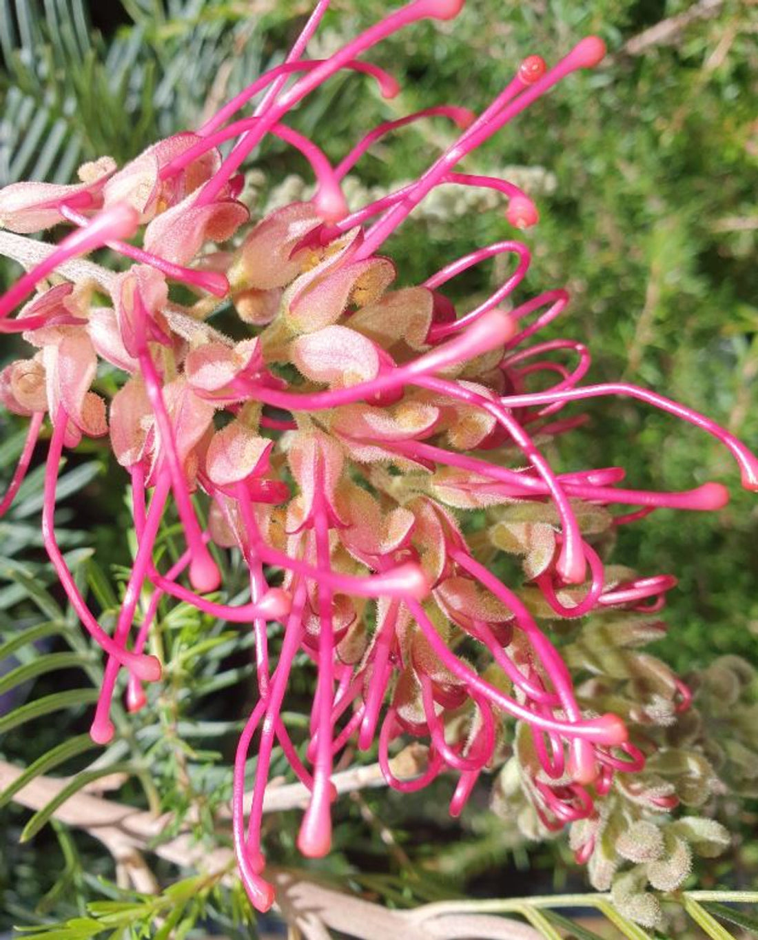 Grevillea Lana Maree - Ladybird Nursery