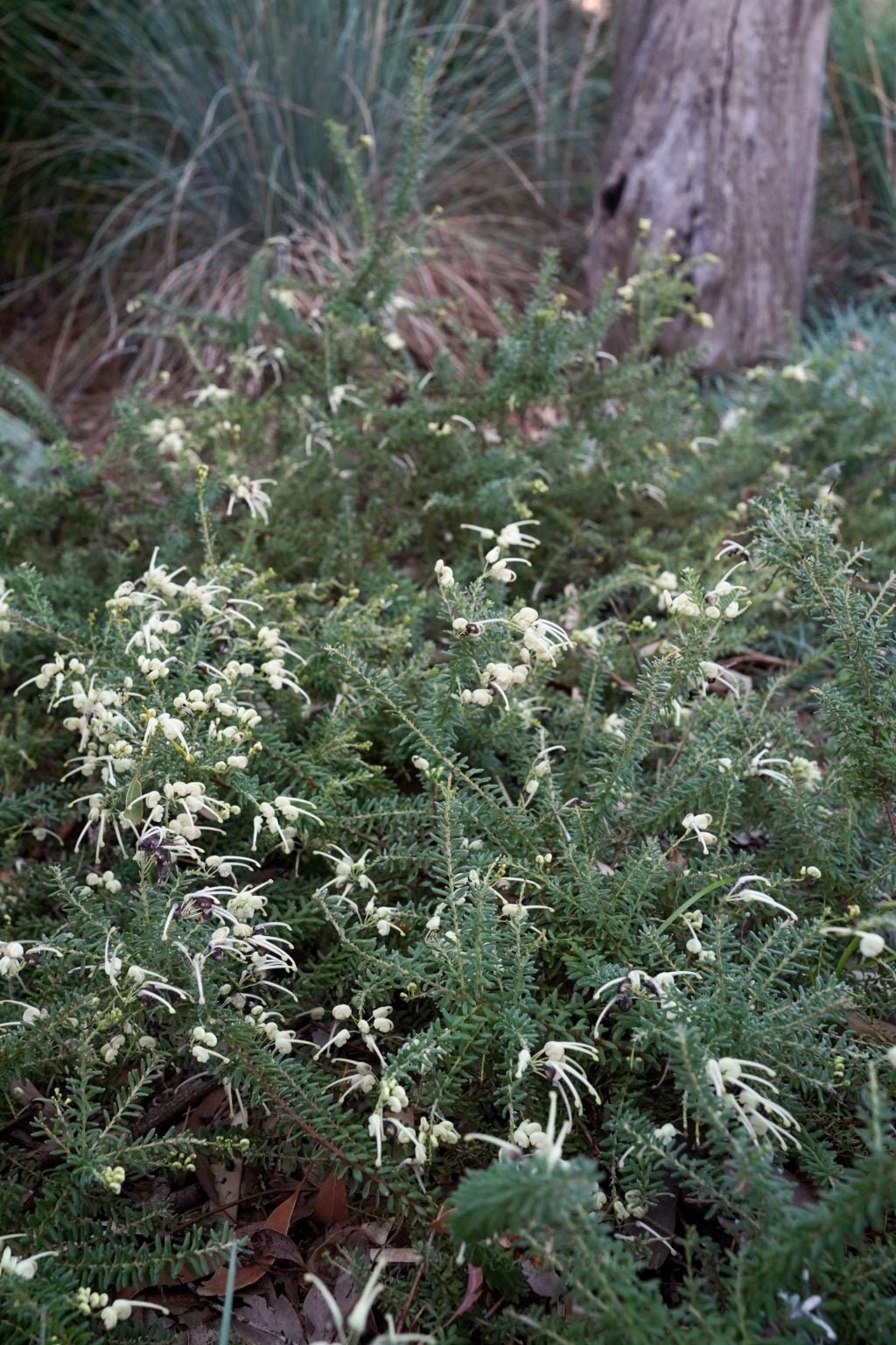 Grevillea 'Mellow Yellow' groundcover - Large - Ladybird Nursery