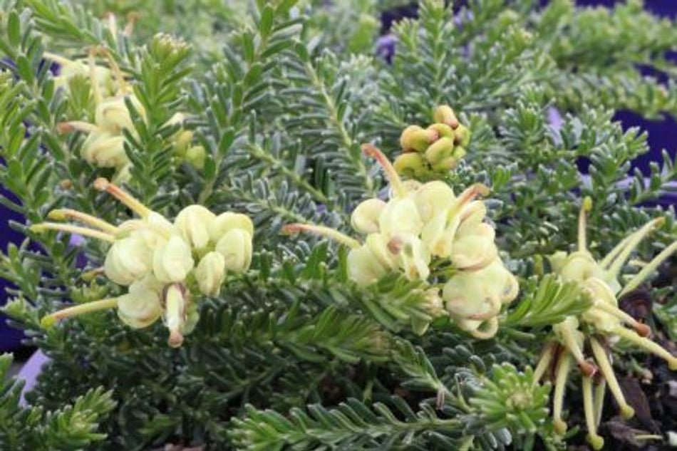 Grevillea 'Mellow Yellow' groundcover - Large - Ladybird Nursery