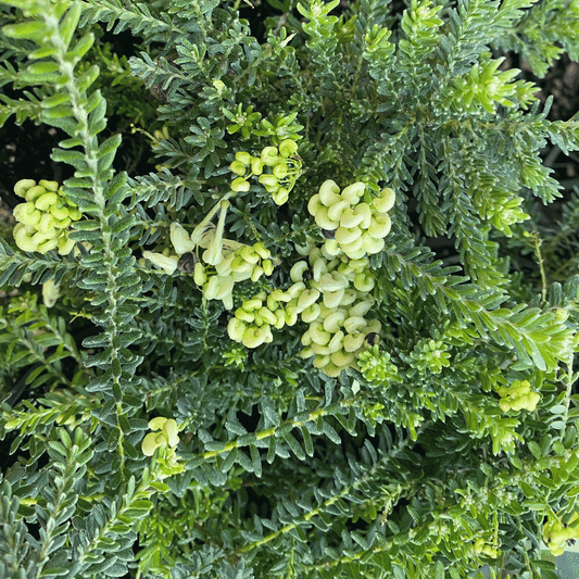 Grevillea 'Mellow Yellow' groundcover - Large
