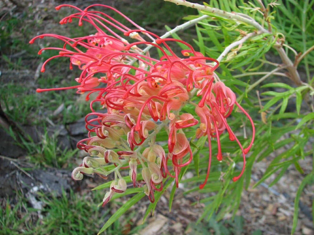 Grevillea Ned Kelly - Ladybird Nursery