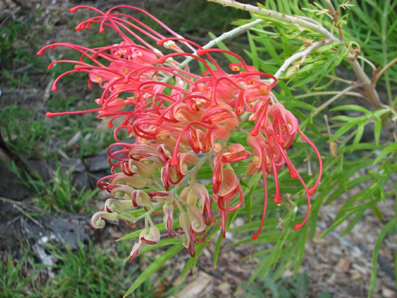 Grevillea Ned Kelly - Ladybird Nursery