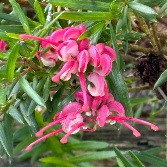 Dwarf Grevillea 'Pink Pixie' (Grevillea rosmarinifolia) - Large - Ladybird Nursery