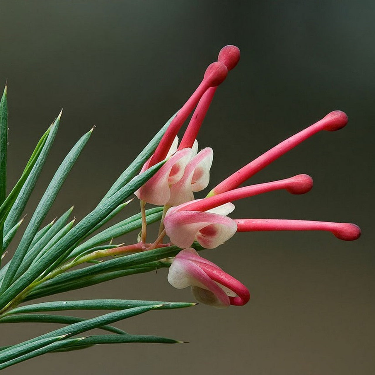 Grevillea Pink Pixie (Grevillea rosmarinifolia)