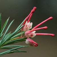 Grevillea Pink Pixie (Grevillea rosmarinifolia)