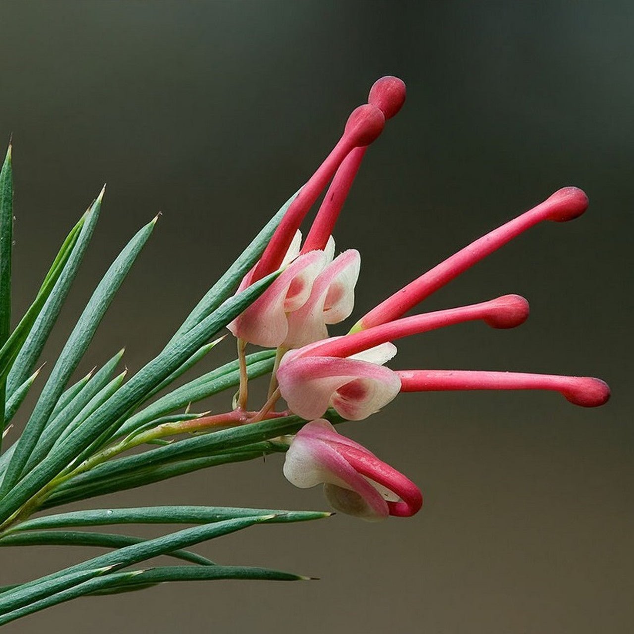 Grevillea Pink Pixie (Grevillea rosmarinifolia) - Ladybird Nursery