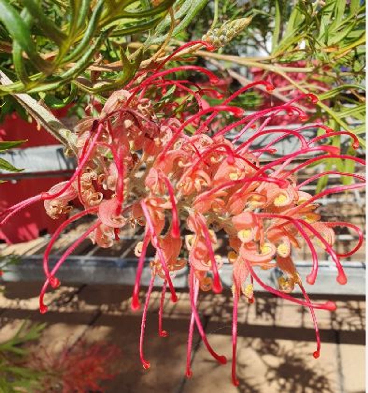 Grevillea 'Pink Profusion' - Ladybird Nursery