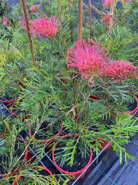 Dwarf Grevillea 'Raspberry Dream' - Ladybird Nursery