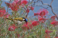 Grevillea 'Red Ripper' - Large - Ladybird Nursery