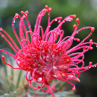 Grevillea 'Red Ripper' - Large - Ladybird Nursery