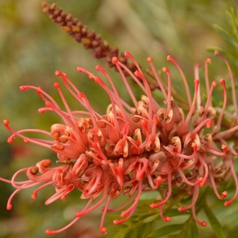 Grevillea 'Showtime' - Ladybird Nursery