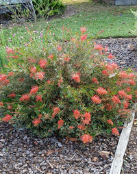 Grevillea 'Showtime' - Ladybird Nursery