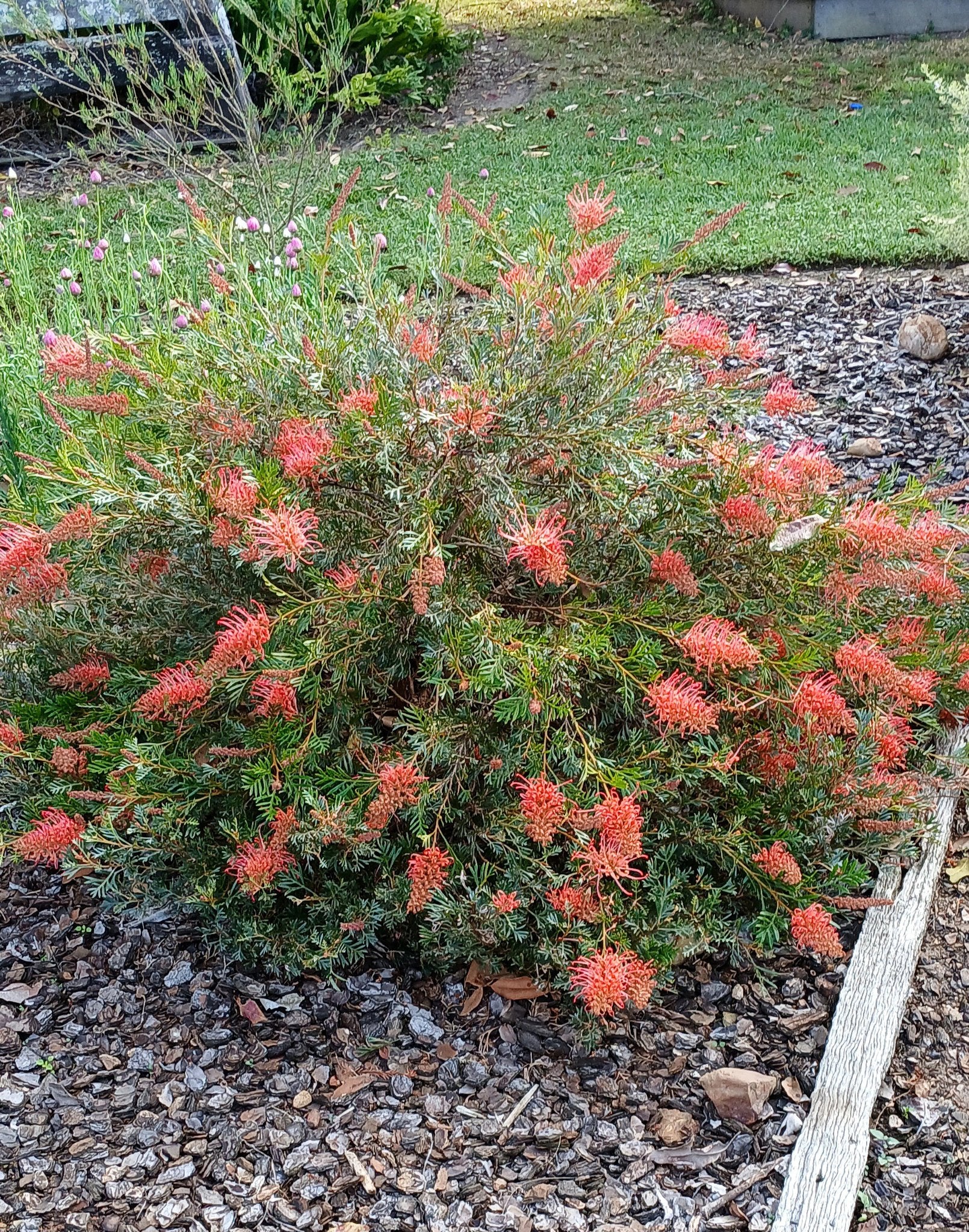 Grevillea 'Showtime' - Ladybird Nursery