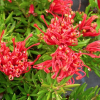 Grevillea 'Simply Stunning' - Ladybird Nursery