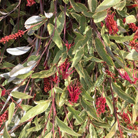 Grevillea 'Sunkissed Waters' Standards - Ladybird Nursery