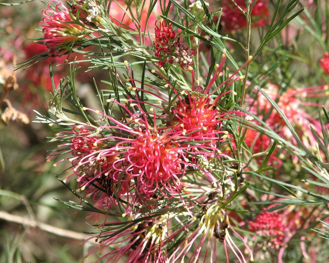 Grevillea 'Winpara Gem' - Ladybird Nursery