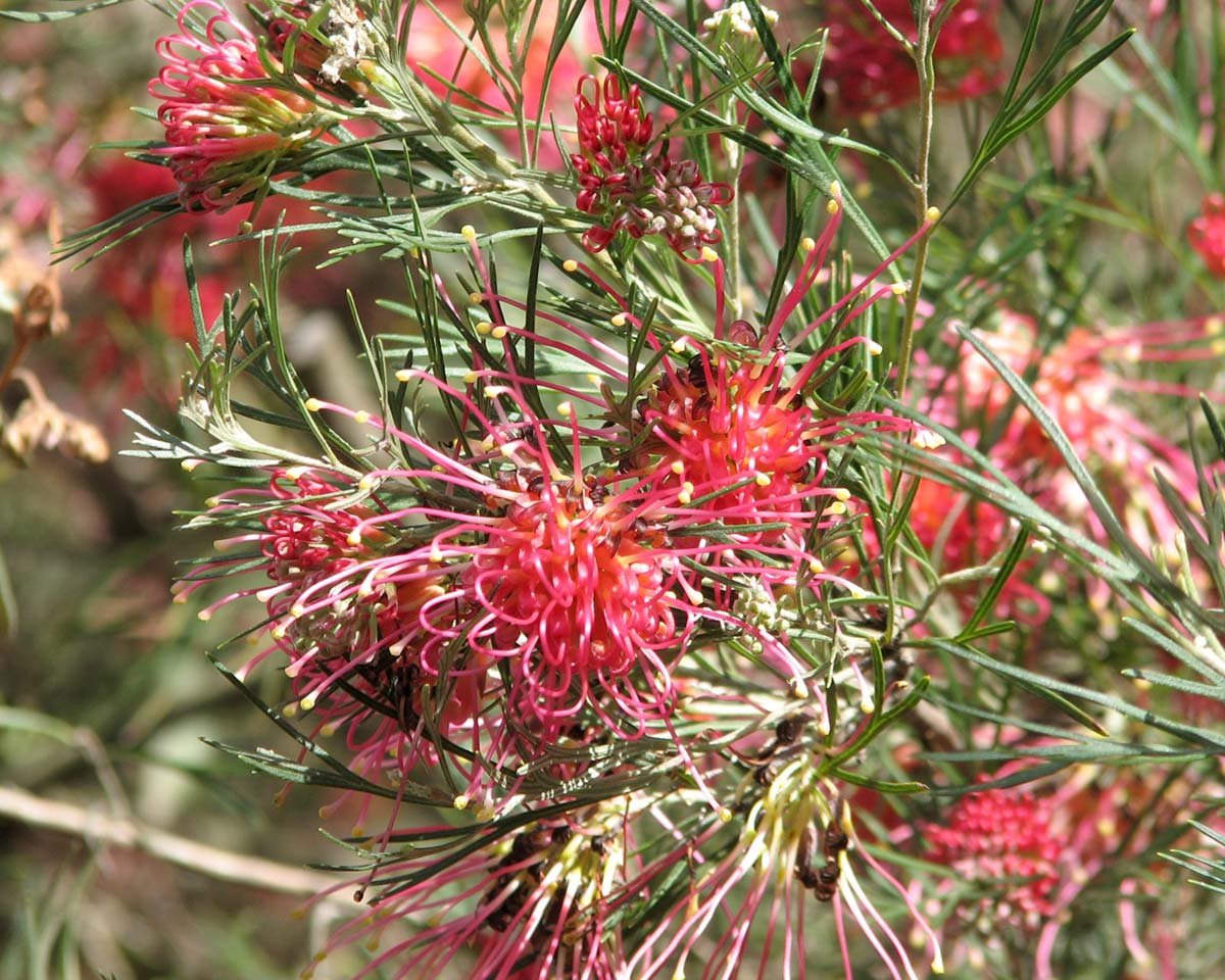 Grevillea 'Winpara Gem'