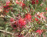 Grevillea 'Winpara Gem'