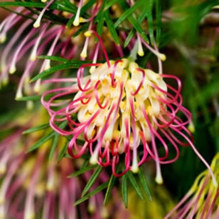 Grevillea 'Winpara Gold' - Large - Ladybird Nursery